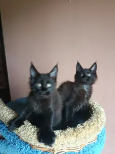 Кошечки Полидакт Мейн-кун