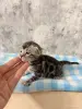 Бенгальские котята - Вся Беларусь - 260335 - Доска объявлений Kupika.by