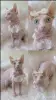 Кошки - Канадский сфинкс Белоснежные котята - Вся Беларусь - Фото 5 Канадский сфинкс Белоснежные котята - Вся Беларусь - 260768 - Доска объявлений Kupika.by - Фото 5