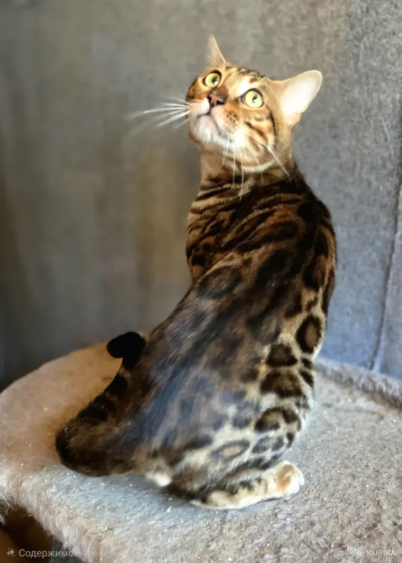 Вязка бенгальского кота - Вся Беларусь - 259362 - Доска объявлений Kupika.by - Фото 7