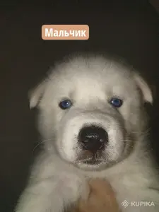 Щенки