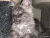 Мейн-кун черный дым мальчик - Вся Беларусь - 258063 - Доска объявлений Kupika.by - Фото 2
