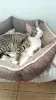 Кошки - Ерошка - крошка в дар - Вся Беларусь - Фото 4 Ерошка - крошка в дар - Вся Беларусь - 258295 - Доска объявлений Kupika.by - Фото 4