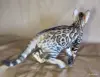 Элитные бенгальские котята из питомника - Вся Беларусь - 259373 - Доска объявлений Kupika.by - Фото 10