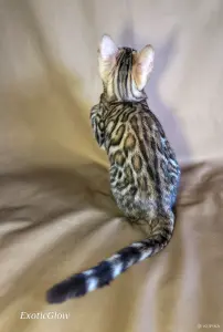 Элитные бенгальские котята из питомника