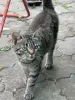 Котёнок - Вся Беларусь - 258225 - Доска объявлений Kupika.by - Фото 4
