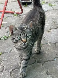 Котёнок