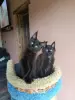 Кошечки Полидакт Мейн-кун - Вся Беларусь - 238230 - Доска объявлений Kupika.by - Фото 4