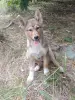 Собаки - Щенок - Вся Беларусь Щенок - Вся Беларусь - 259086 - Доска объявлений Kupika.by