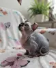 Кошки - Канадского сфинксак Классический Двэльф Бамбино - Крупки - Фото 3 Канадского сфинксак Классический Двэльф Бамбино - Крупки - 260767 - Доска объявлений Kupika.by - Фото 3