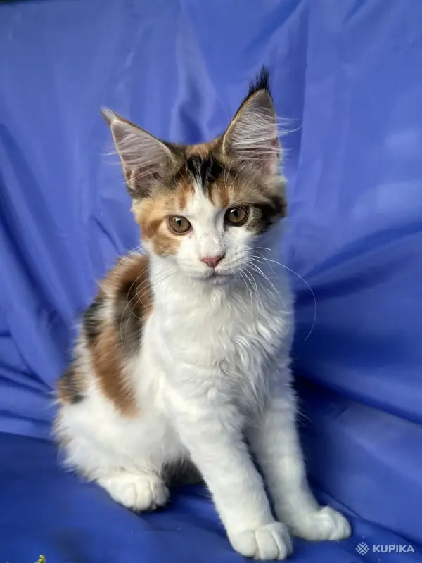 Кошки - Мейн-кун котенок девочка - Вся Беларусь - Фото 5 Мейн-кун котенок девочка - Вся Беларусь - 258246 - Доска объявлений Kupika.by - Фото 5