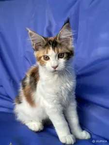 Мейн-кун котенок девочка