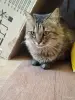 Ласковый кот в дар - Вся Беларусь - 259748 - Доска объявлений Kupika.by - Фото 3