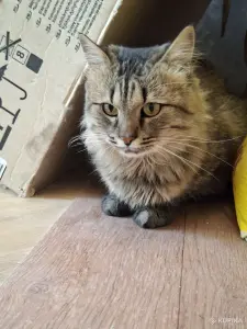 Ласковый кот в дар