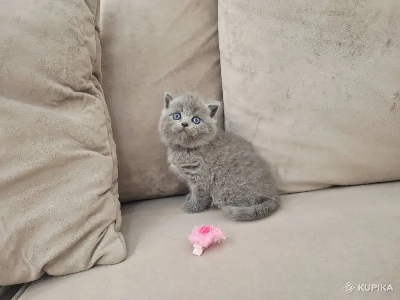 Кошки - Шотландские вислоухие плюшевые котята - Вся Беларусь - Фото 8 Шотландские вислоухие плюшевые котята - Вся Беларусь - 260597 - Доска объявлений Kupika.by - Фото 8