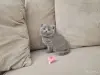 Кошки - Шотландские вислоухие плюшевые котята - Вся Беларусь - Фото 8 Шотландские вислоухие плюшевые котята - Вся Беларусь - 260597 - Доска объявлений Kupika.by - Фото 8