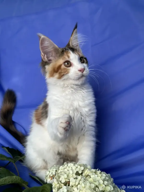 Кошки - Мейн-кун котенок девочка - Вся Беларусь - Фото 6 Мейн-кун котенок девочка - Вся Беларусь - 258246 - Доска объявлений Kupika.by - Фото 6