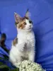 Кошки - Мейн-кун котенок девочка - Вся Беларусь - Фото 6 Мейн-кун котенок девочка - Вся Беларусь - 258246 - Доска объявлений Kupika.by - Фото 6