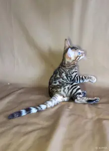 Элитные бенгальские котята из питомника
