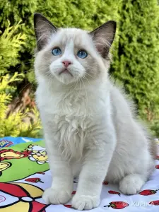 Рэгдолл, мальчик