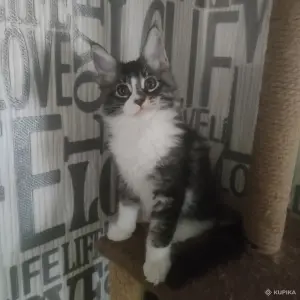 Чистокровные Котята Мейн-Кун