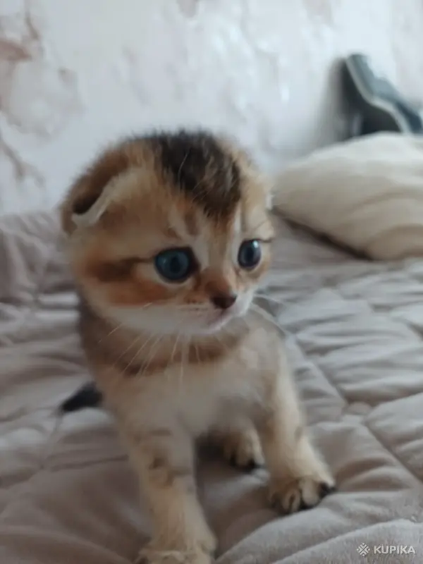 Кошки - Котёнок золотая шиншилла - Вся Беларусь - Фото 10 Котёнок золотая шиншилла - Вся Беларусь - 258469 - Доска объявлений Kupika.by - Фото 10
