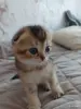 Кошки - Котёнок золотая шиншилла - Вся Беларусь - Фото 10 Котёнок золотая шиншилла - Вся Беларусь - 258469 - Доска объявлений Kupika.by - Фото 10