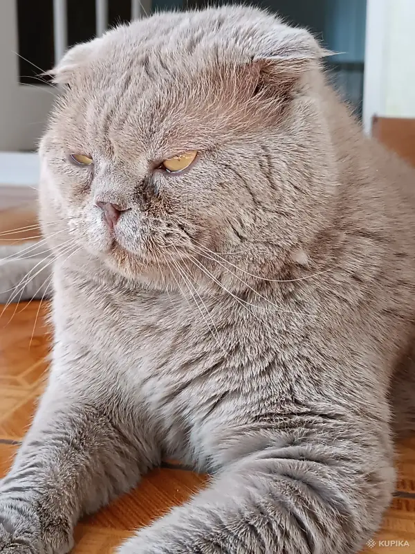 Василий - вислоухий лиловый кот - Вся Беларусь - 259943 - Доска объявлений Kupika.by - Фото 4