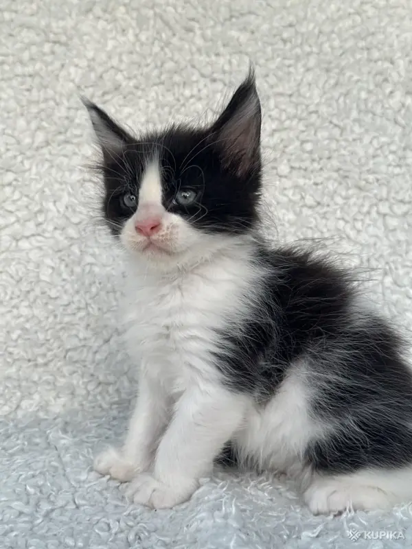 Кошки - Мейн-кун котята - Вся Беларусь - Фото 9 Мейн-кун котята - Вся Беларусь - 260346 - Доска объявлений Kupika.by - Фото 9