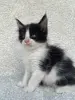 Кошки - Мейн-кун котята - Вся Беларусь - Фото 9 Мейн-кун котята - Вся Беларусь - 260346 - Доска объявлений Kupika.by - Фото 9