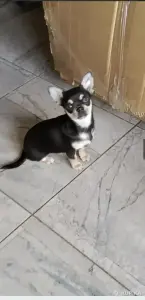 Чихуахуа