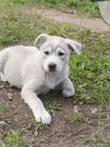 Щенки