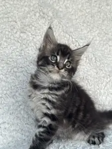 Мейн-кун котята