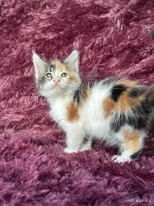 Кошки - Мейн-кун котята - Вся Беларусь - Фото 12 Мейн-кун котята - Вся Беларусь - 259120 - Доска объявлений Kupika.by - Фото 12