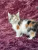 Кошки - Мейн-кун котята - Вся Беларусь - Фото 12 Мейн-кун котята - Вся Беларусь - 259120 - Доска объявлений Kupika.by - Фото 12