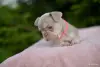 Щенки французики - Вся Беларусь - 258699 - Доска объявлений Kupika.by - Фото 13