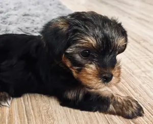 Йоркширский терьер