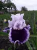 Саженцы, рассада - Бородатые ирисы - Вся Беларусь - Фото 2 Бородатые ирисы - Вся Беларусь - 259146 - Доска объявлений Kupika.by - Фото 2