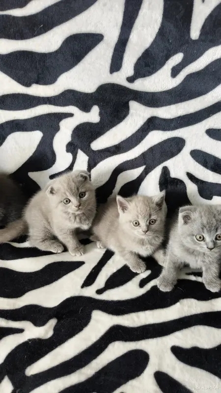 Кошки - Домашние питомцы - Вся Беларусь - Фото 4 Домашние питомцы - Вся Беларусь - 259212 - Доска объявлений Kupika.by - Фото 4