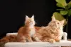 Кошки - мальчик и девочка мейн-кун - Вся Беларусь - Фото 6 мальчик и девочка мейн-кун - Вся Беларусь - 259205 - Доска объявлений Kupika.by - Фото 6