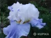 Саженцы, рассада - Бородатые ирисы - Вся Беларусь - Фото 6 Бородатые ирисы - Вся Беларусь - 259146 - Доска объявлений Kupika.by - Фото 6