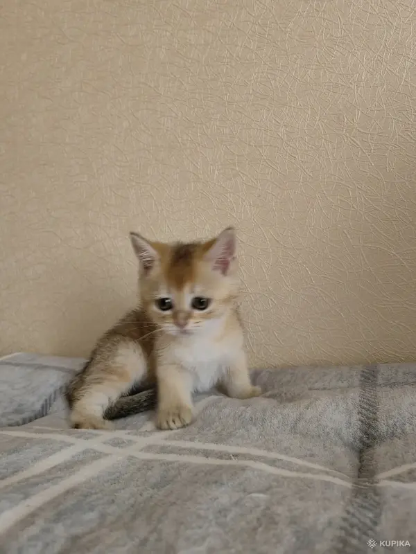 Кошки - Шотландские котята - Вся Беларусь - Фото 3 Шотландские котята - Вся Беларусь - 259777 - Доска объявлений Kupika.by - Фото 3