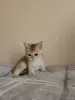 Кошки - Шотландские котята - Вся Беларусь - Фото 3 Шотландские котята - Вся Беларусь - 259777 - Доска объявлений Kupika.by - Фото 3