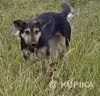 Нужна помощь собаке в поле! SOS!Передержка или дом, в дар! - Вся Беларусь - 252092 - Доска объявлений Kupika.by