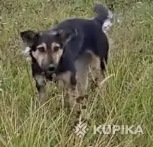 Нужна помощь собаке в поле! SOS!Передержка или дом, в дар!
