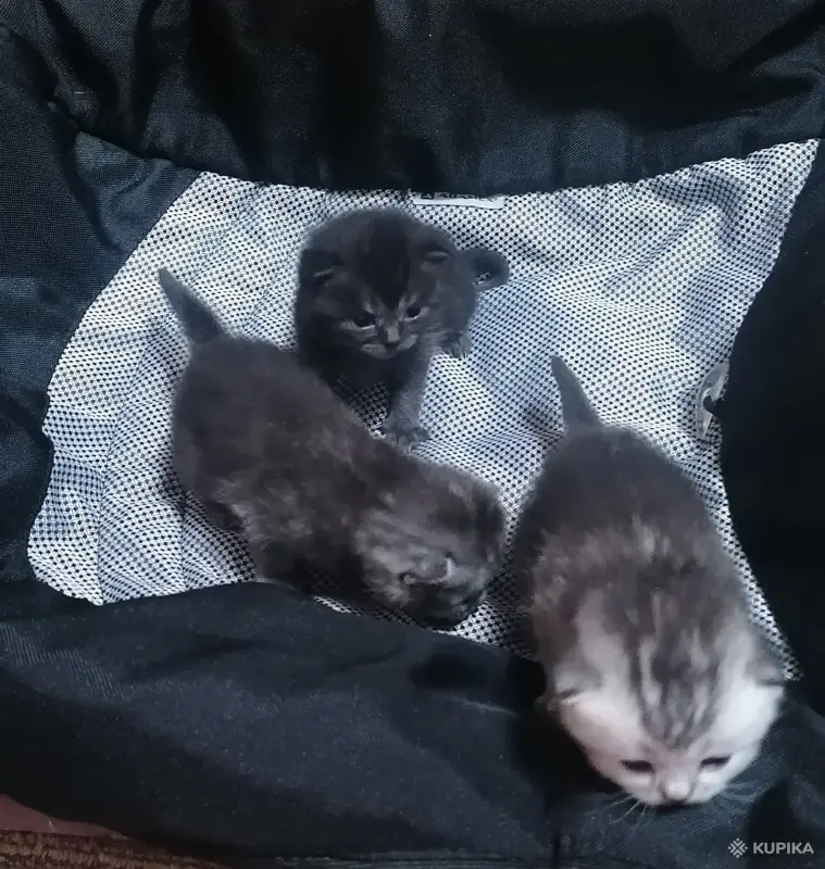Котята шотландские