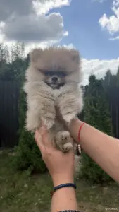 Померанский шпиц