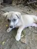 Щенки - Вся Беларусь - 259559 - Доска объявлений Kupika.by - Фото 10
