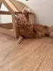 мальчик породы мейн-кун - Вся Беларусь - 258703 - Доска объявлений Kupika.by - Фото 7