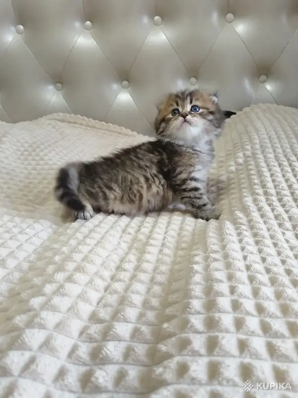 Кошки - Шотландский котенок - Вся Беларусь - Фото 3 Шотландский котенок - Вся Беларусь - 260101 - Доска объявлений Kupika.by - Фото 3